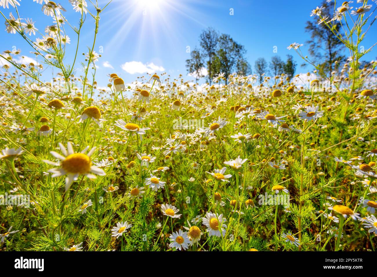 Wiese mit blühenden Gänseblümchen im Naturpark bei Sommersonne. Stockfoto