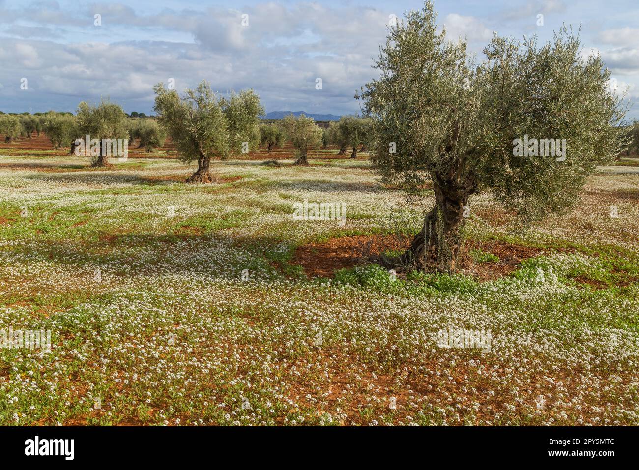 Olivenbäume in den Bereichen der Extremadura Stockfoto