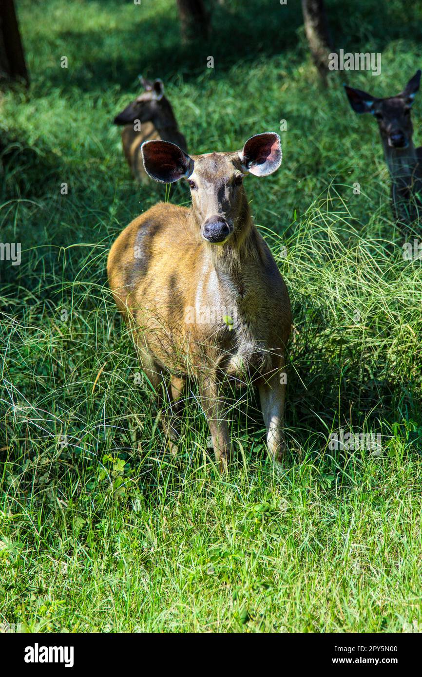 Antilope im Sariska-Nationalpark in Indien Stockfoto