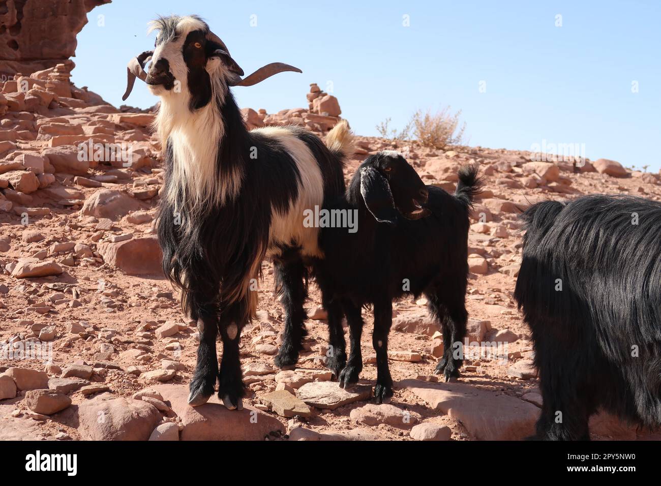 Ziegen beobachten die Menschen in der Nähe des Klosters, ad Deir, Jordanien Stockfoto