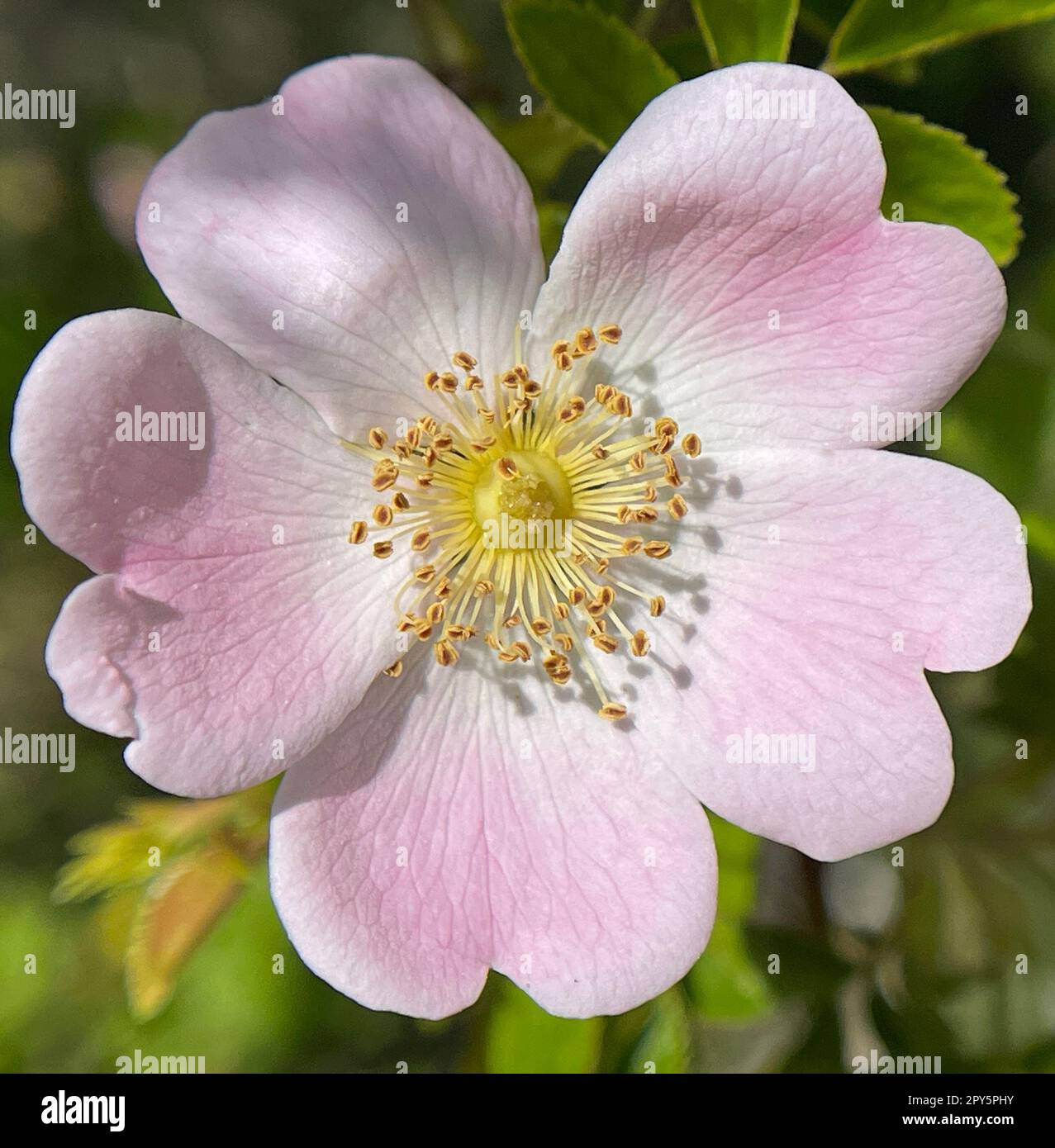 Hunderose, Dogrose, rosa Canina Stockfoto