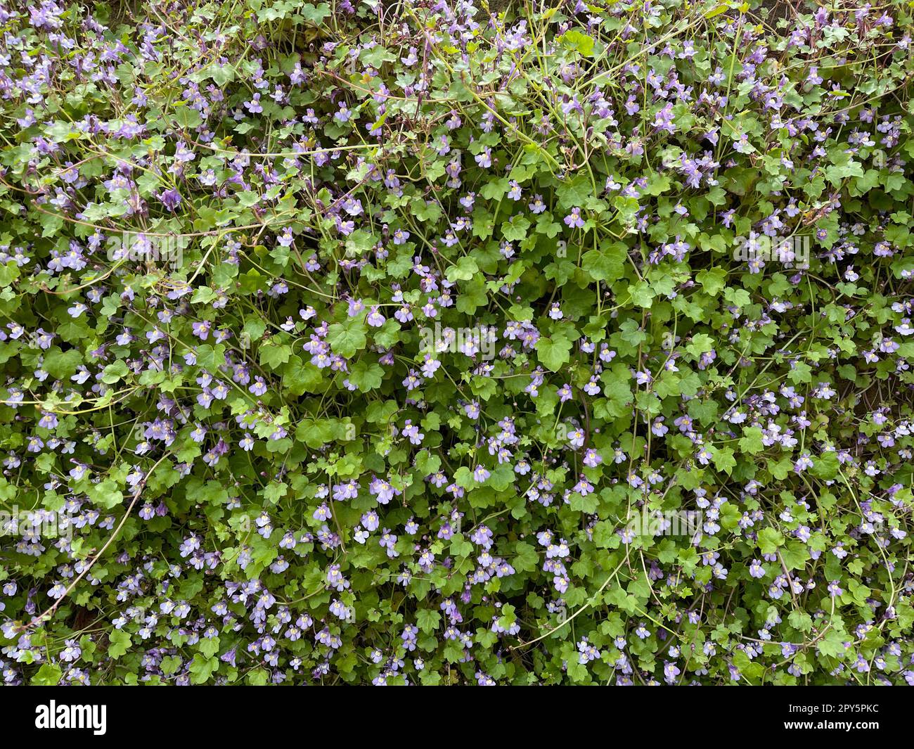 Cymbalaria muralis Stockfoto