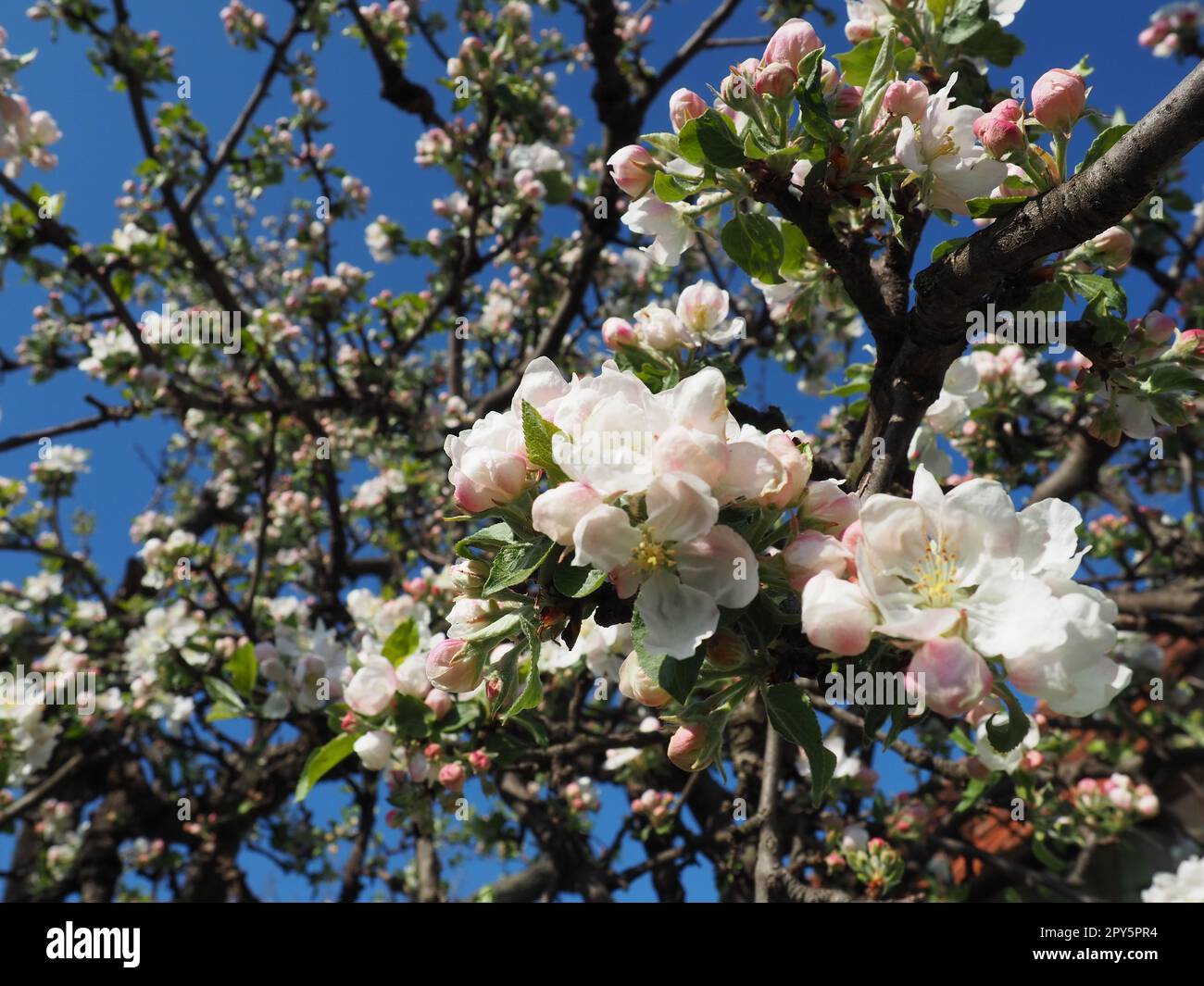 Blühende Blumen auf dem Apfelbaum. Apfelbaum in Blüte. Weiße und rosafarbene wunderschöne Blumen auf den Zweigen eines Baumes. Blauer Himmel und rote Dachziegel im Hintergrund. Frühlingsblüte Stockfoto