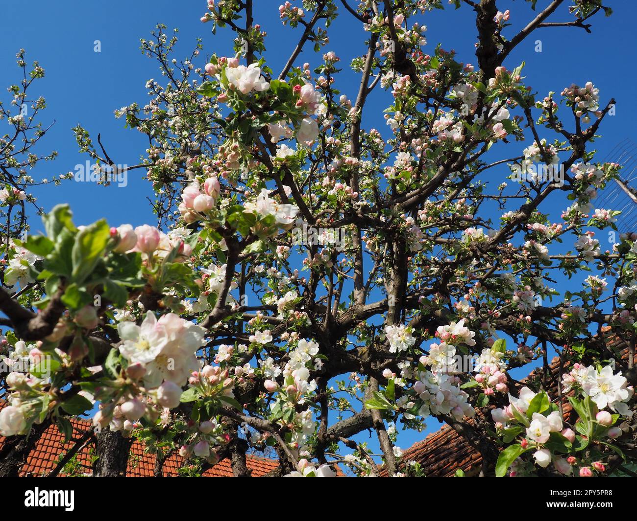 Blühende Blumen auf dem Apfelbaum. Apfelbaum in Blüte. Weiße und rosafarbene wunderschöne Blumen auf den Zweigen eines Baumes. Blauer Himmel und rote Dachziegel im Hintergrund. Frühlingsblüte Stockfoto