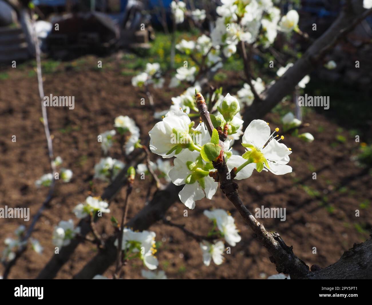 Weiße, wunderschöne Blumen auf einem Apfelbaum. Frühlingsblüte im Obstgarten. Im Hintergrund gibt es einen Gemüsegarten oder Ackerland. Landwirtschaft. Nahaufnahme, Blütenblätter und Stäbchen auf einer Blume Stockfoto