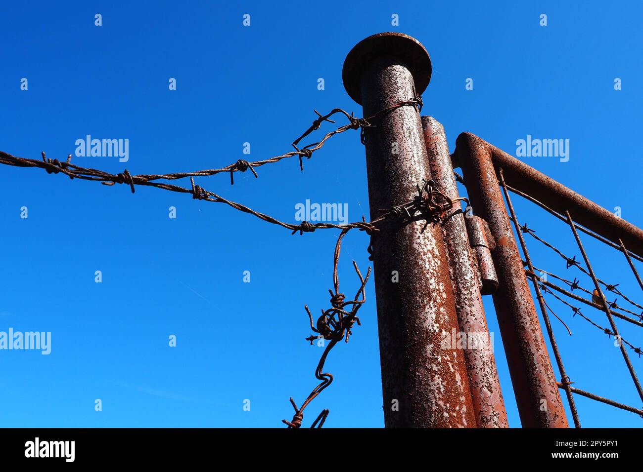 Stacheldraht, Doppeldraht, Metallband mit scharfen Spitzen für Barrieren. Rostiger Stacheldraht am blauen Himmel. Der Begriff Krieg, die Einschränkung von Rechten und Freiheiten. Eisenstange. Stockfoto