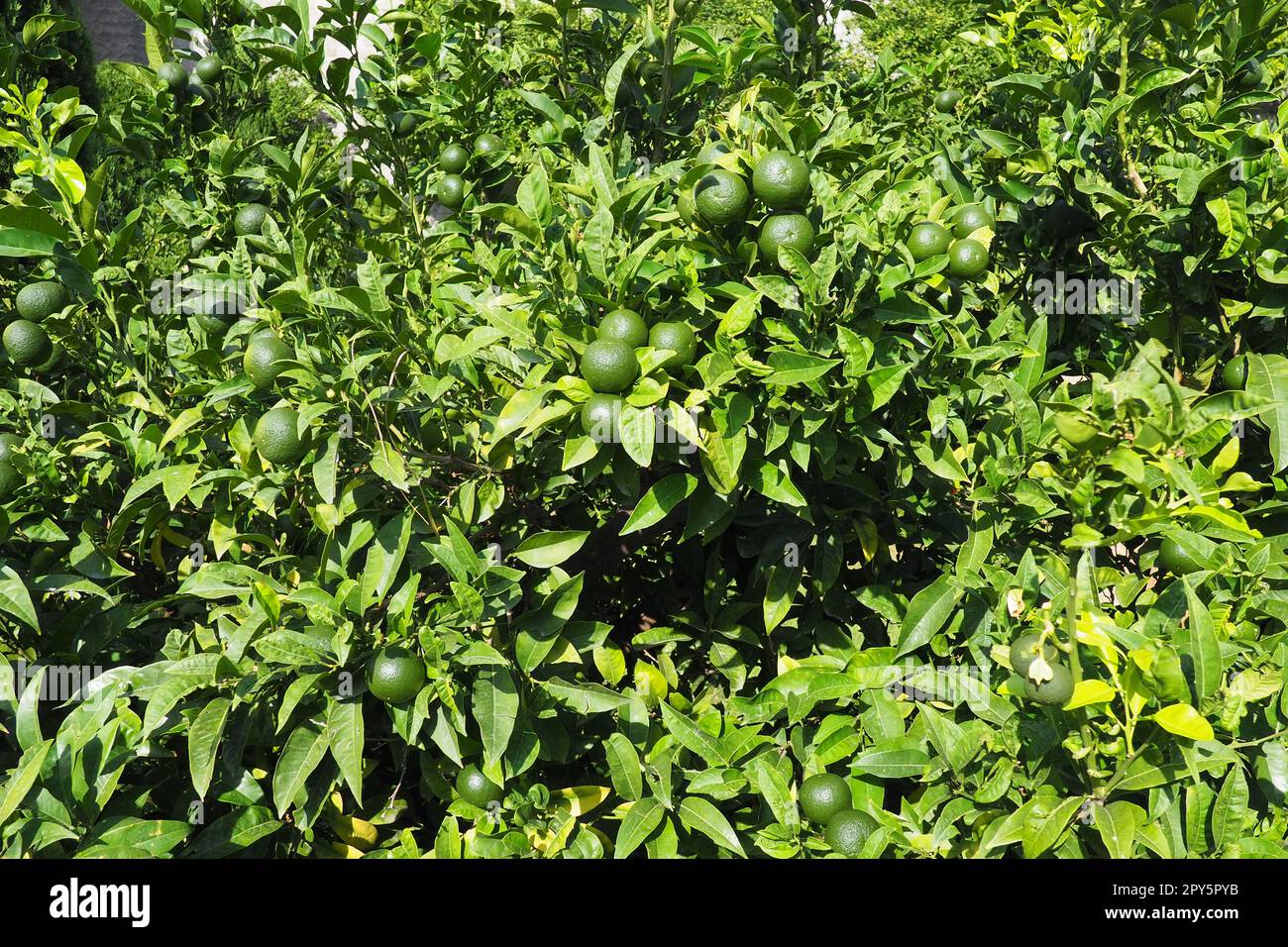 Orangenbaum mit grünen Orangen. Orange Citrus sinensis ist ein Obstbaum, eine Art der Gattung Citrus der Familie Rutaceae, eine essbare unreife Frucht. Gartenbau und Landwirtschaft. Grüne orangefarbene Blätter. Stockfoto