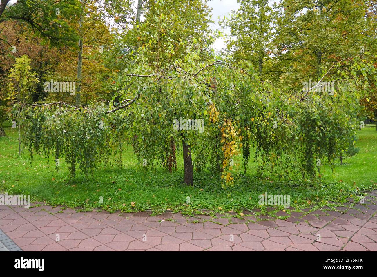 Zwergweinende Birkenlandschaft. Hängebetula pendula ist eine Pflanzenart der Gattung Betula Birke der Familie Betulaceae. Warziges Birkenverrucosa. September Banja Koviljaca. Stockfoto