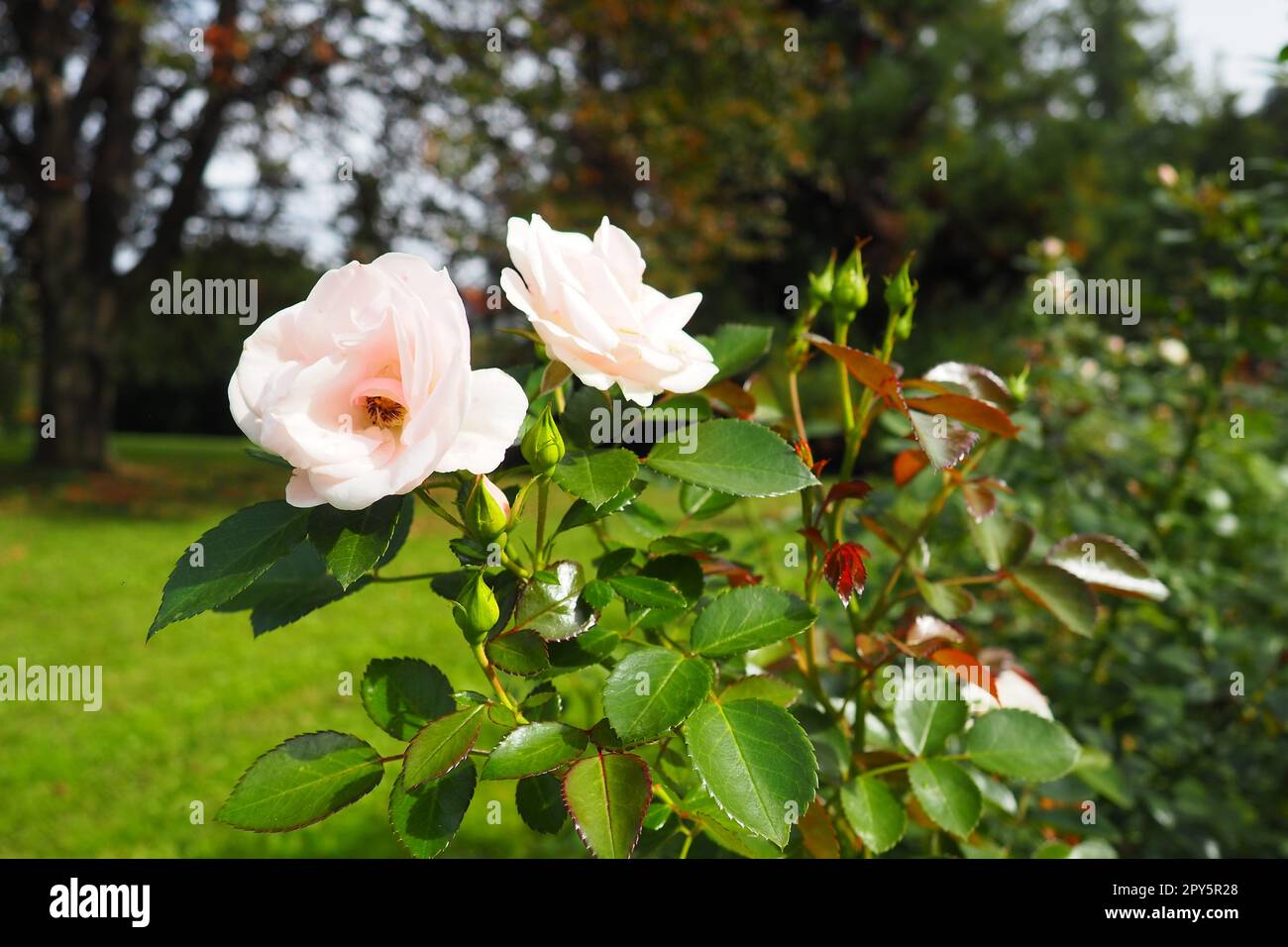 Weiße Rosen im Garten oder Park. Banja Koviljaca, Serbien. Ein Busch weißer Hybridrosen als Dekoration im Landschaftsdesign. Blumenzucht und Gartenarbeit als Hobby. Stockfoto