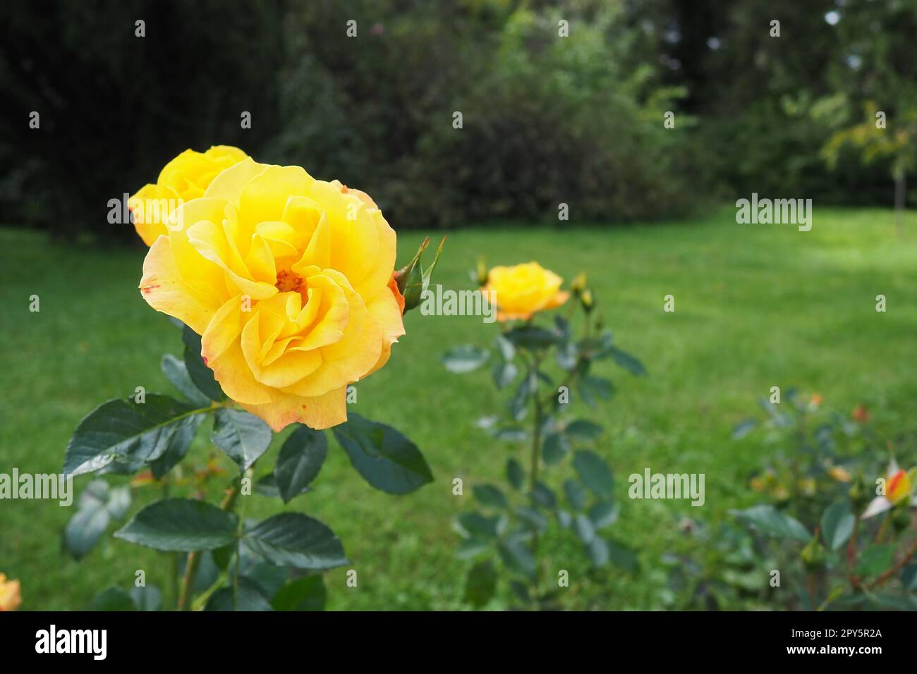 Gelbe Rosen im Garten oder Park. Banja Koviljaca, Serbien. Ein Busch gelber Hybrid-Teerösen als Dekoration im Landschaftsdesign. Blumenzucht und Gartenarbeit als Hobby. Stockfoto