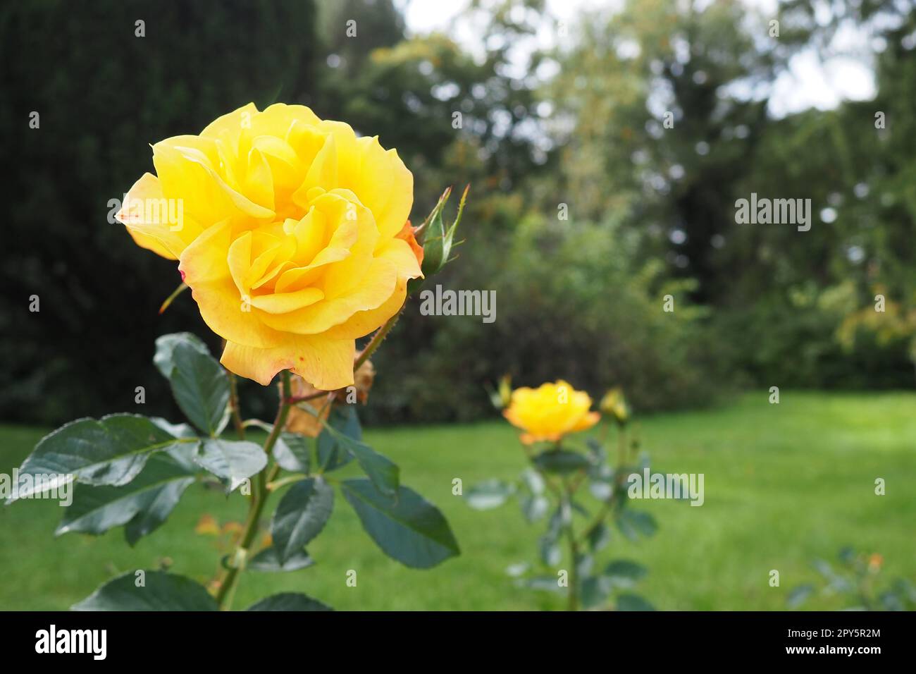 Gelbe Rosen im Garten oder Park. Banja Koviljaca, Serbien. Ein Busch gelber Hybrid-Teerösen als Dekoration im Landschaftsdesign. Blumenzucht und Gartenarbeit als Hobby. Stockfoto