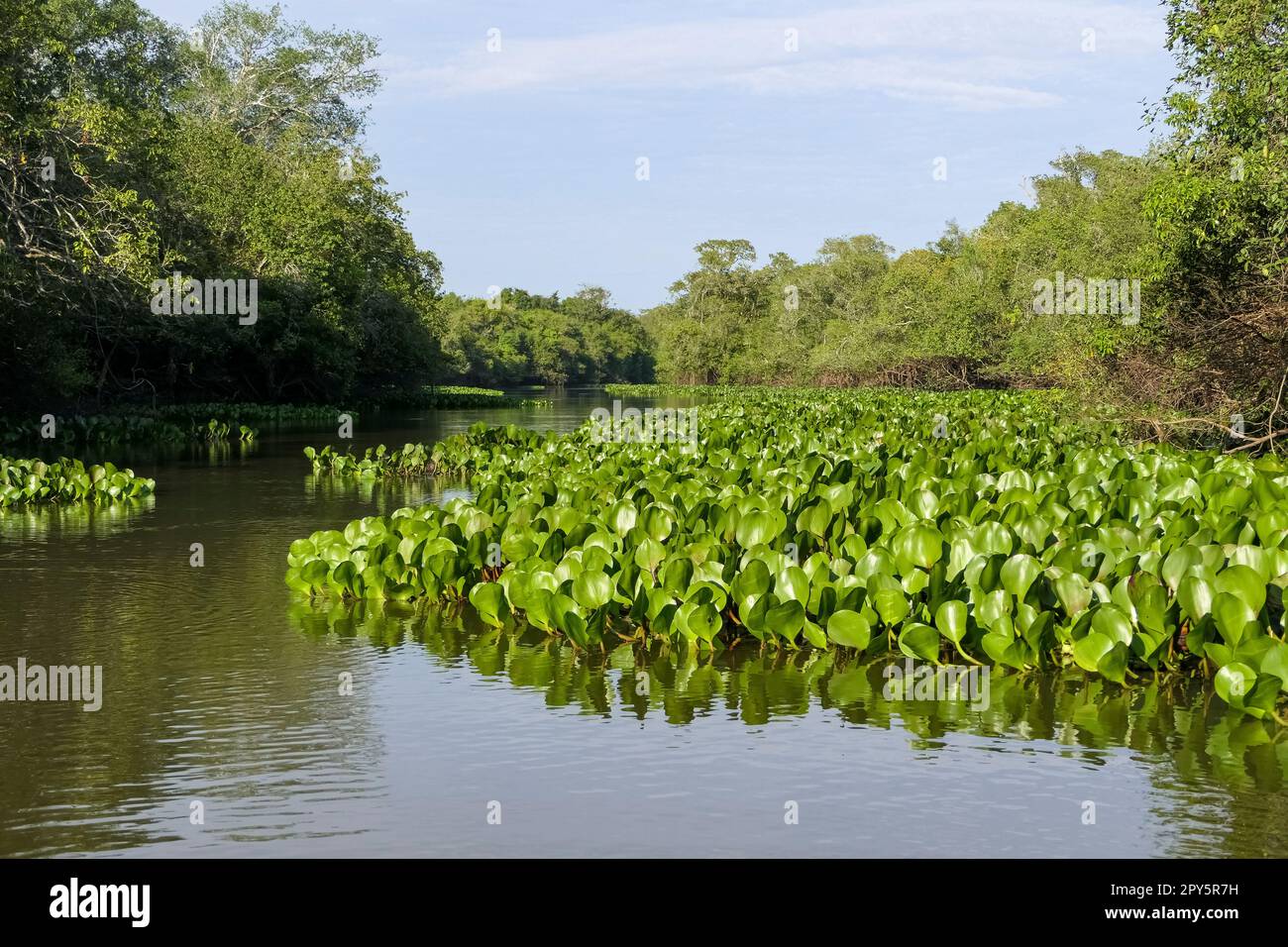 Typische Flusslandschaft mit Teppich aus Wasserhyazinthen, Bäumen und Wasserreflexionen in den Pantanal Feuchtgebieten, Mato Grosso, Brasilien Stockfoto