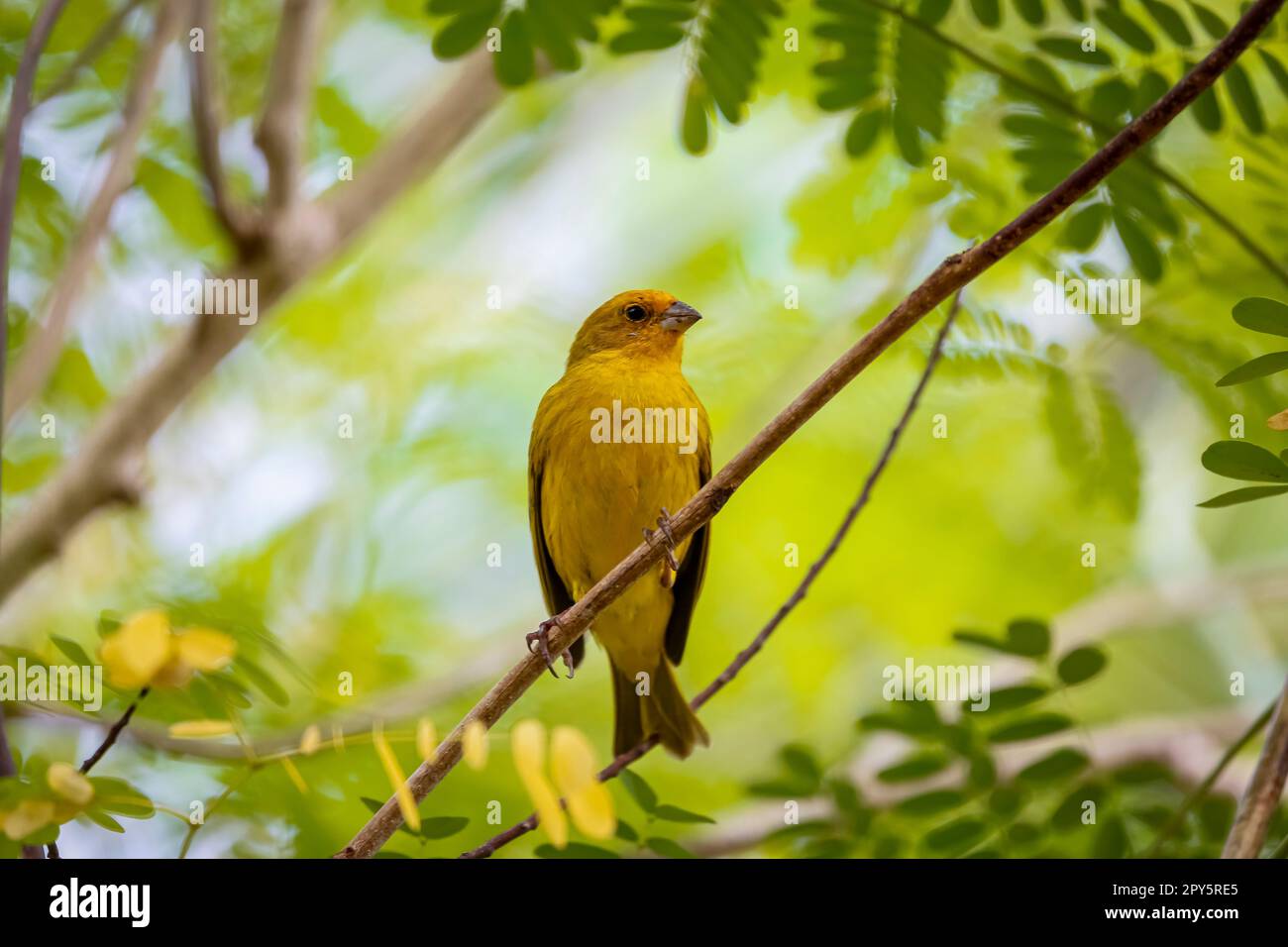 Safranfinch hoch oben auf einem Zweig vor hellem grünen Hintergrund, Pantanal Wetlands, Mato Grosso, Brasilien Stockfoto