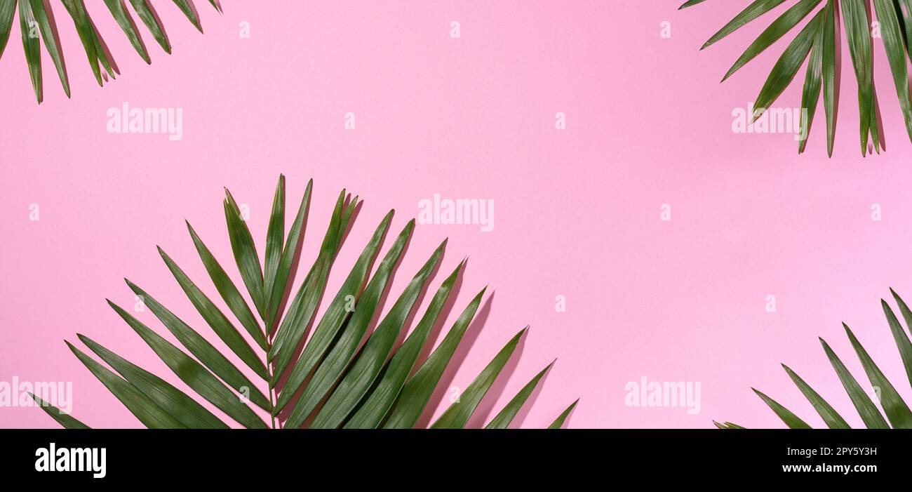 Grüne Palmenblätter mit Schatten auf pinkfarbenem Hintergrund. Stockfoto