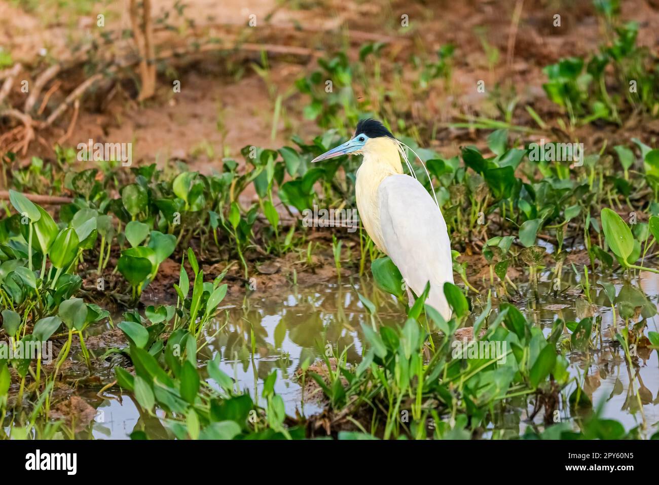 Schöner bedeckter Reiher im Wasser mit Pflanzen am Lagunenrand, Pantanal Wetlands, Mato Grosso, Brasilien Stockfoto