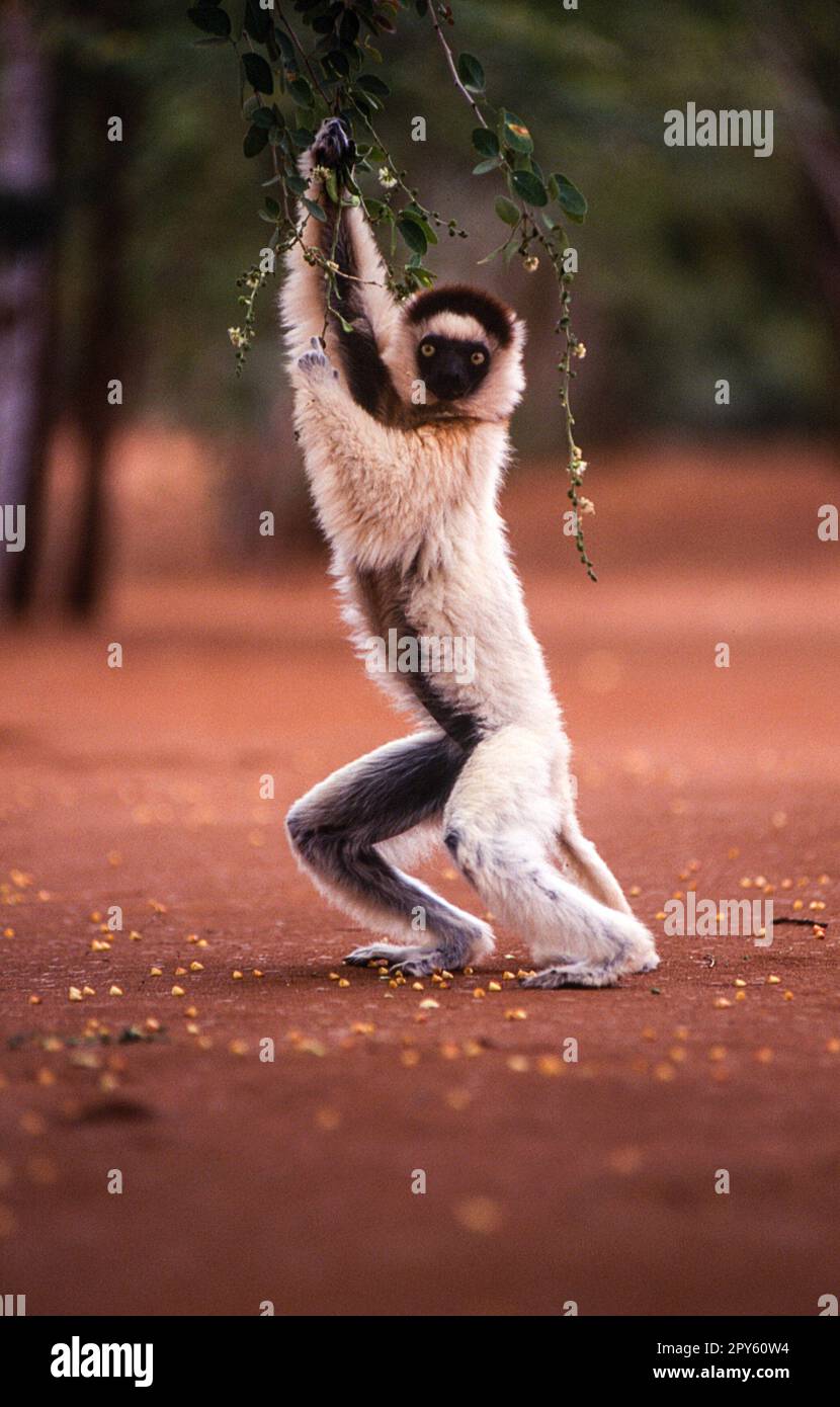 Verreauxs Sifaka Lemur Stockfoto
