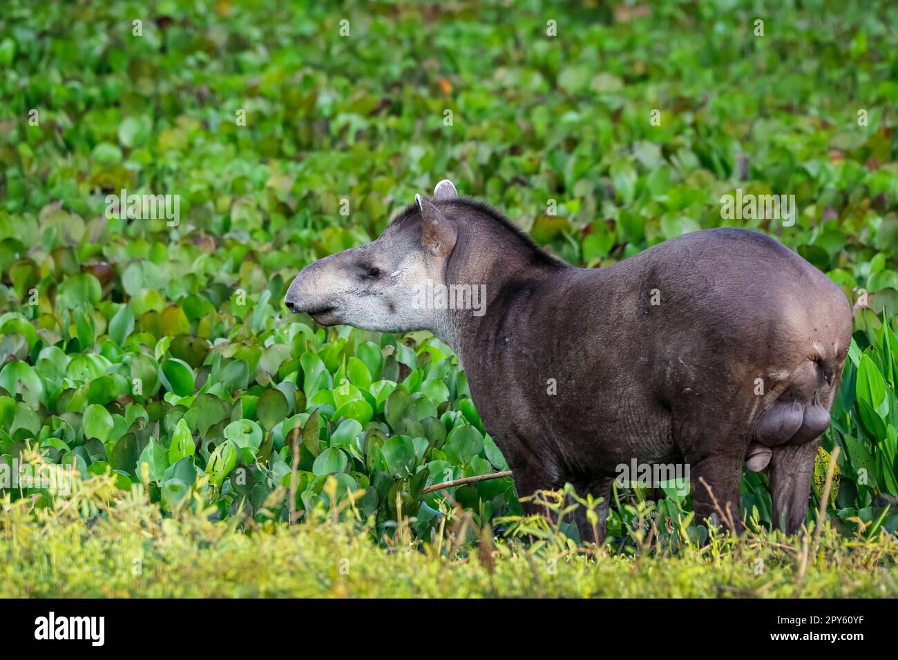 Nahaufnahme eines Tapir-Spaziergangs entlang einer Lagune mit Wasserpflanzen in der Abenddämmerung, Pantanal Wetlands, Mato Grosso, Brasilien Stockfoto