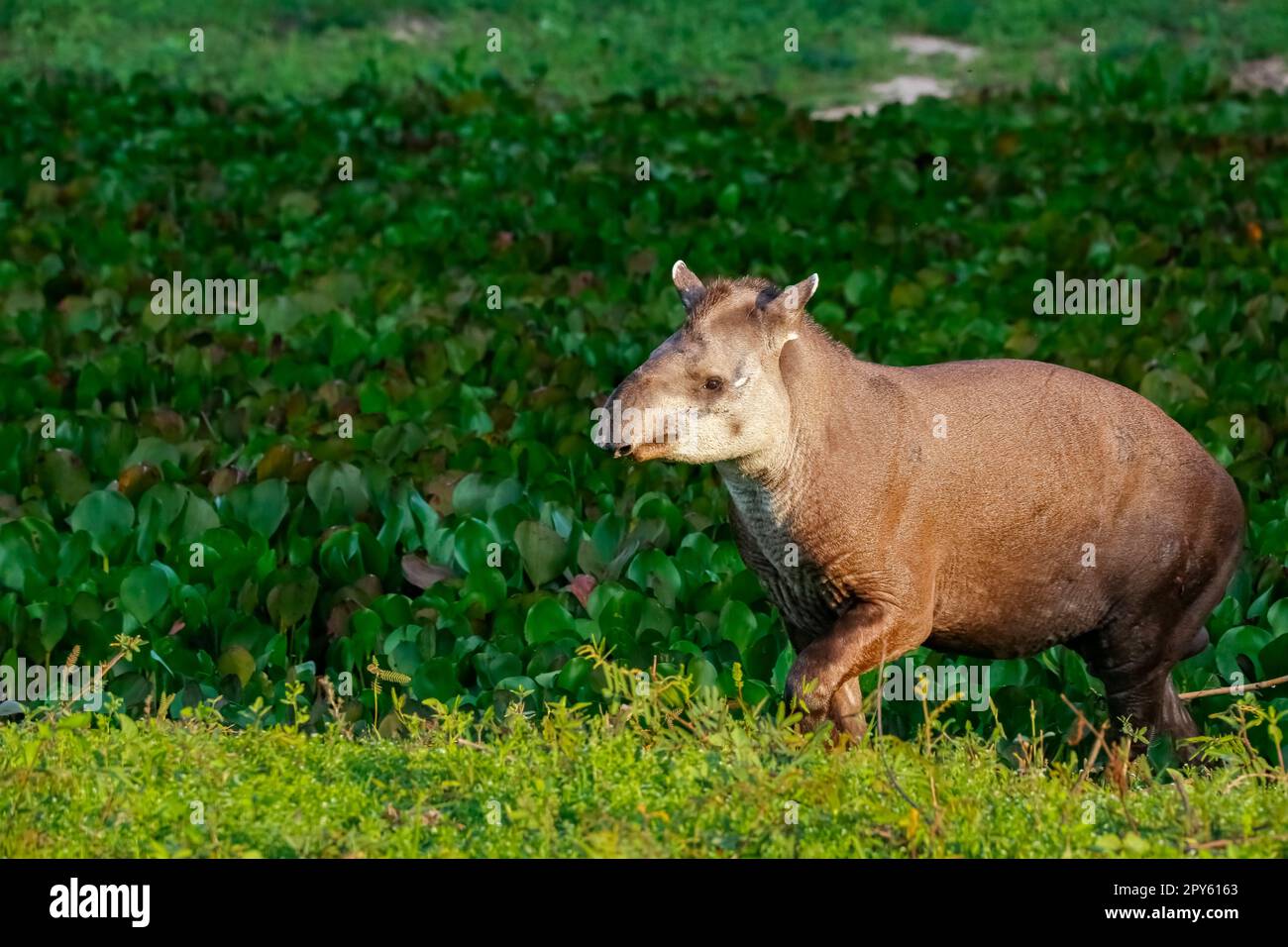 Nahaufnahme eines Tapir-Spaziergangs entlang einer Lagune mit Wasserpflanzen im Nachmittagslicht, Pantanal Wetlands, Mato Grosso, Brasilien Stockfoto