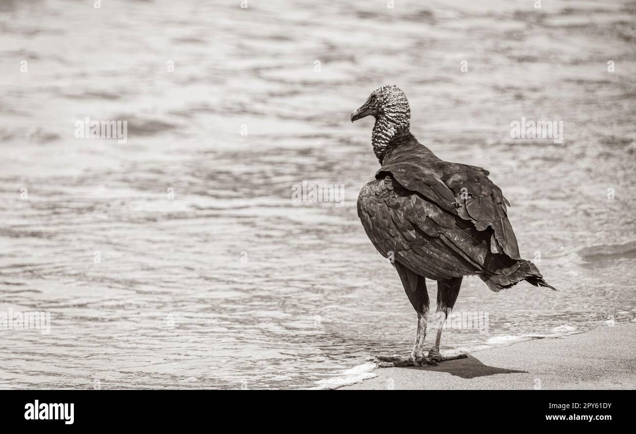 Tropischer Schwarzgeier am Botafogo Beach Rio de Janeiro Brasilien. Stockfoto