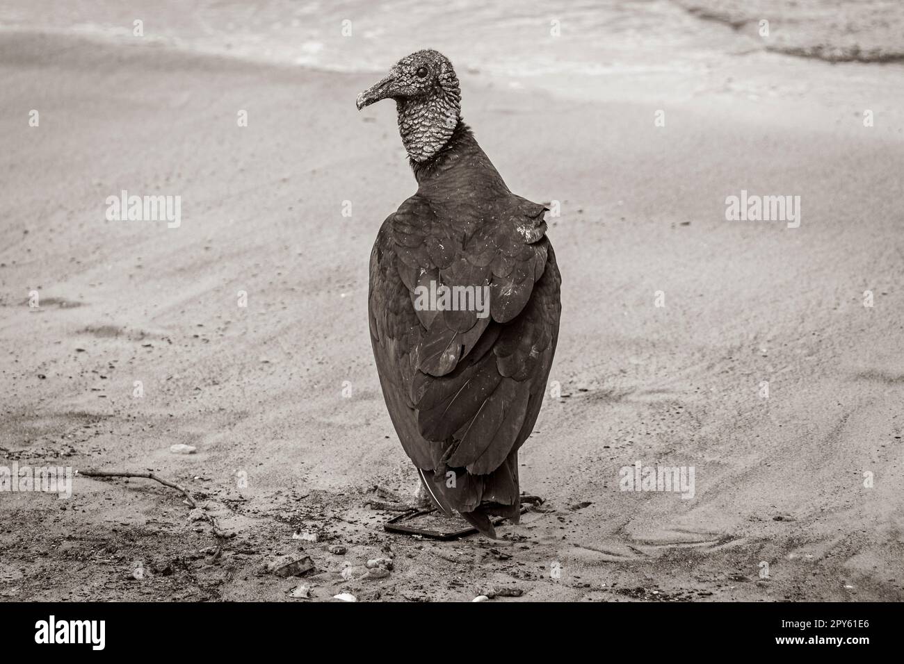 Tropischer Schwarzgeier am Botafogo Beach Rio de Janeiro Brasilien. Stockfoto