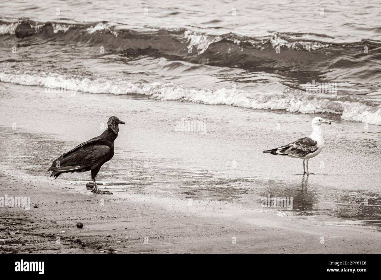 Tropische Schwarze Geier Weiße Möwe Botafogo Beach Rio de Janeiro. Stockfoto