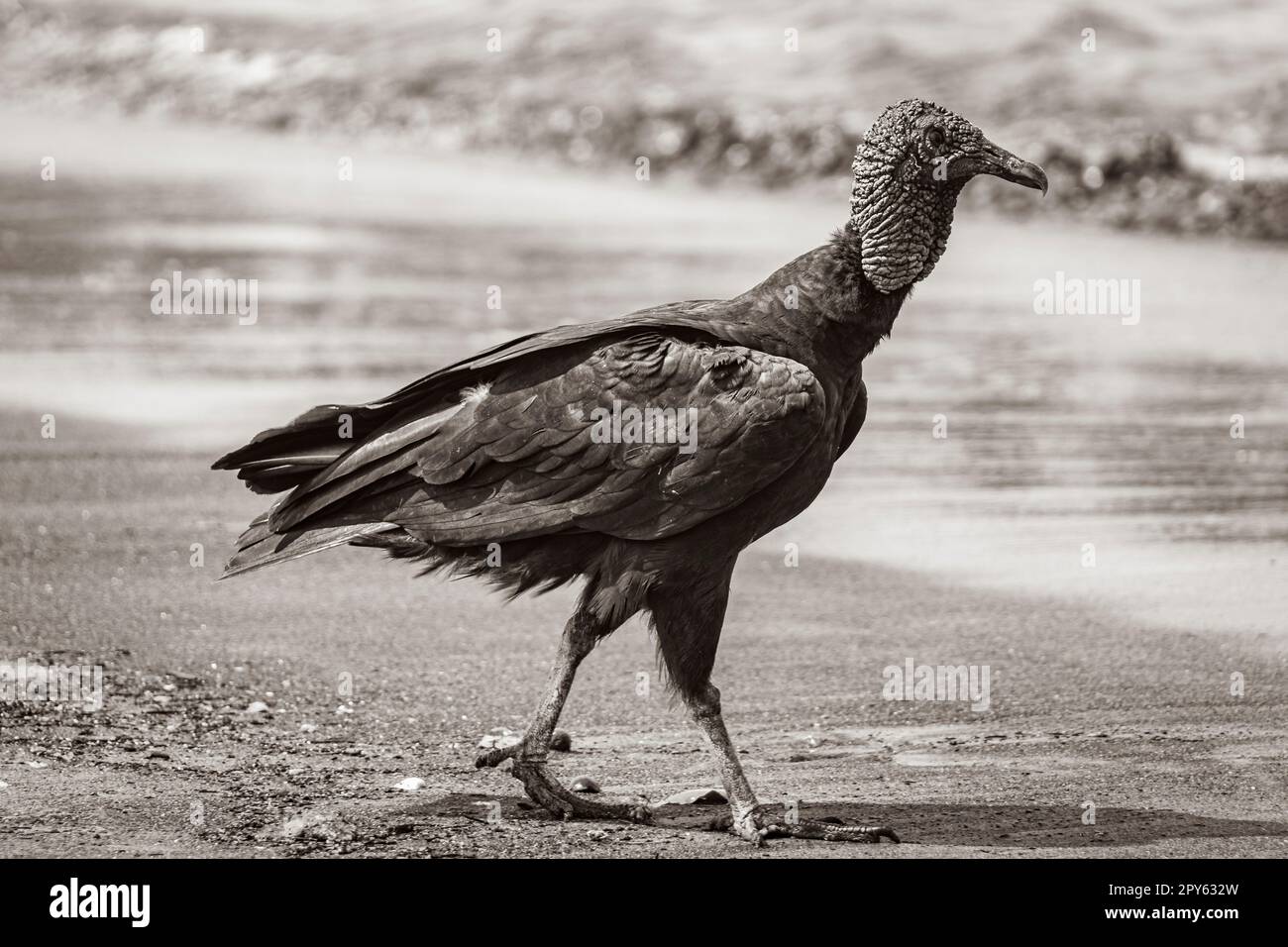 Tropischer Schwarzgeier am Botafogo Beach Rio de Janeiro Brasilien. Stockfoto