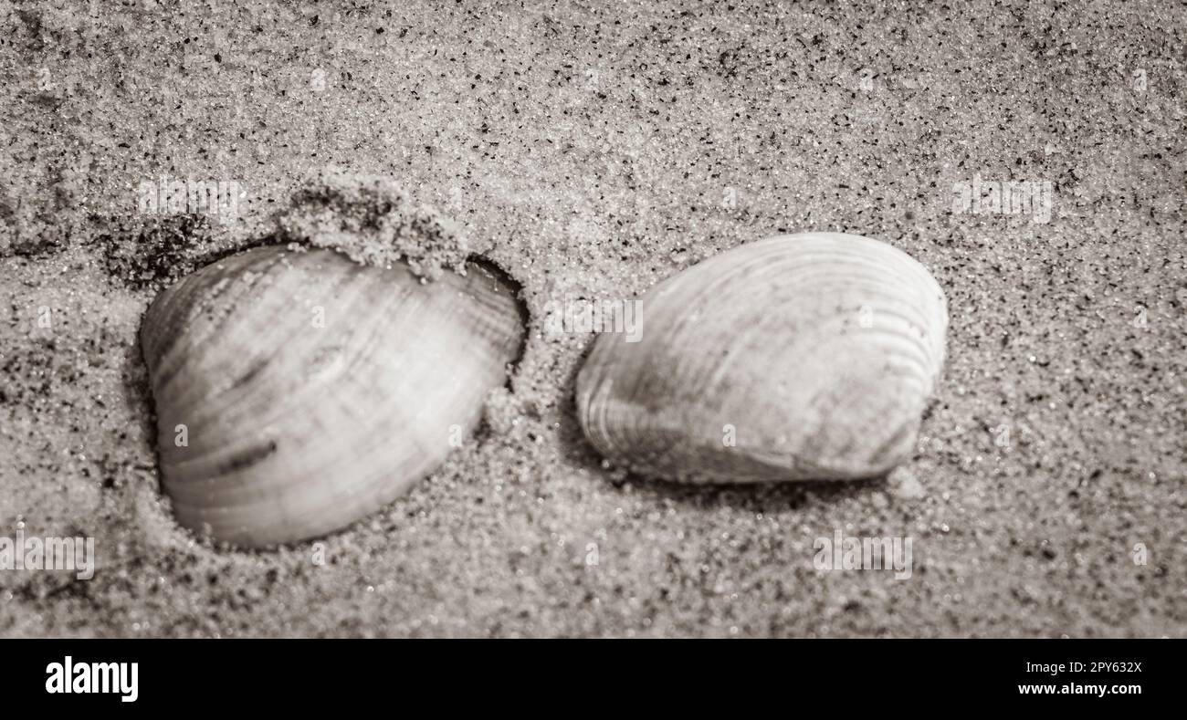 Muscheln am Strand, Botafogo Rio de Janeiro Brasilien. Stockfoto