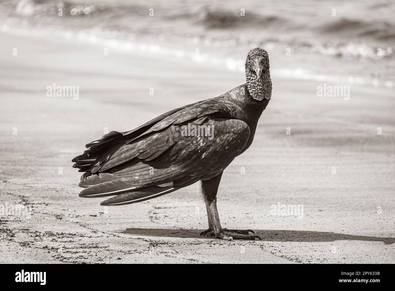Tropischer Schwarzgeier am Botafogo Beach Rio de Janeiro Brasilien. Stockfoto