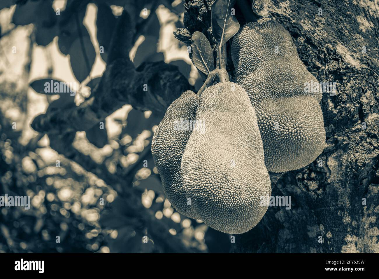 Jackfrucht wächst auf Jack Baum in Rio de Janeiro Brasilien. Stockfoto