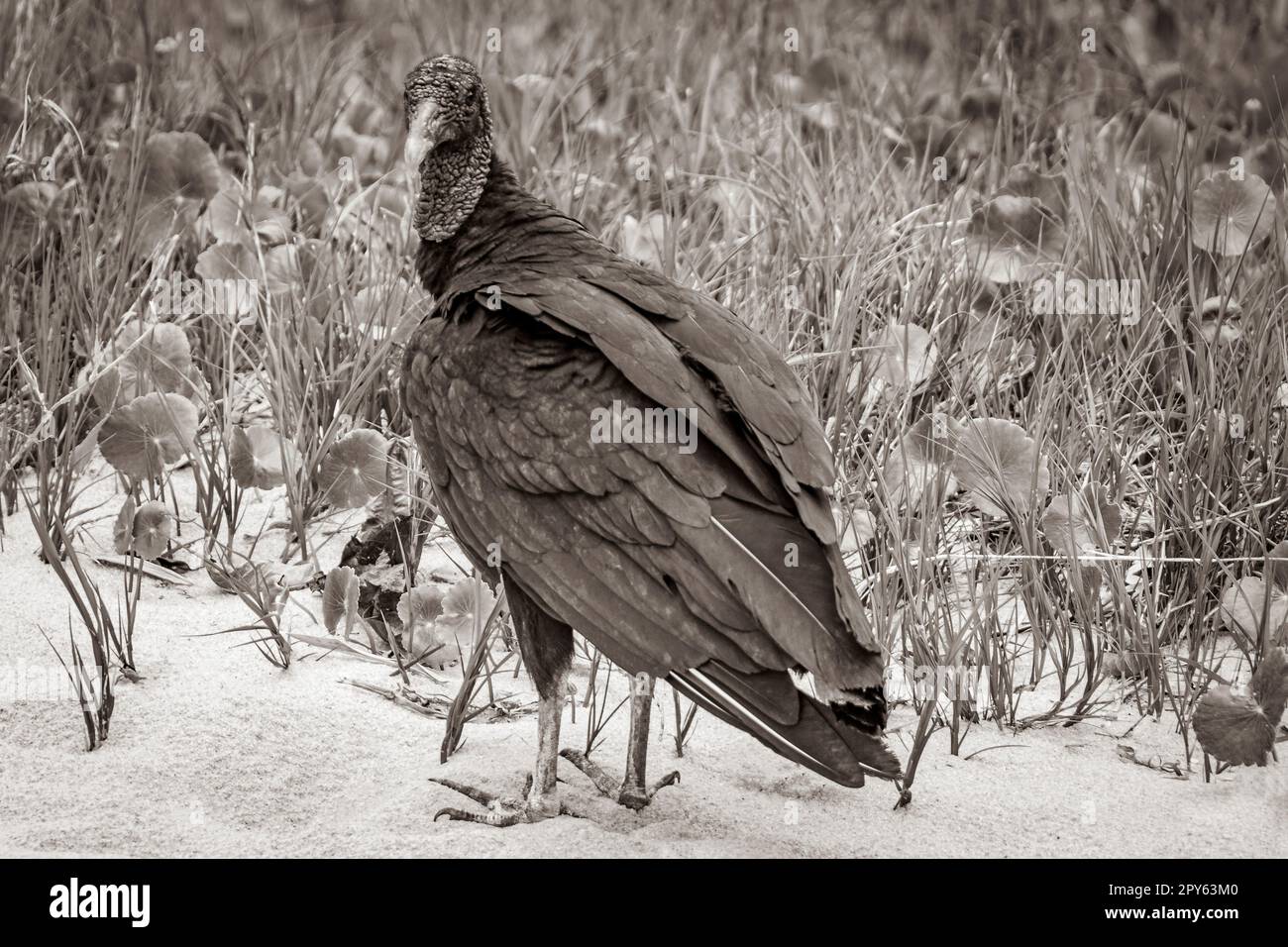 Tropische Schwarze Geier auf Mangrove Pouso Beach Ilha Grande Brasilien. Stockfoto