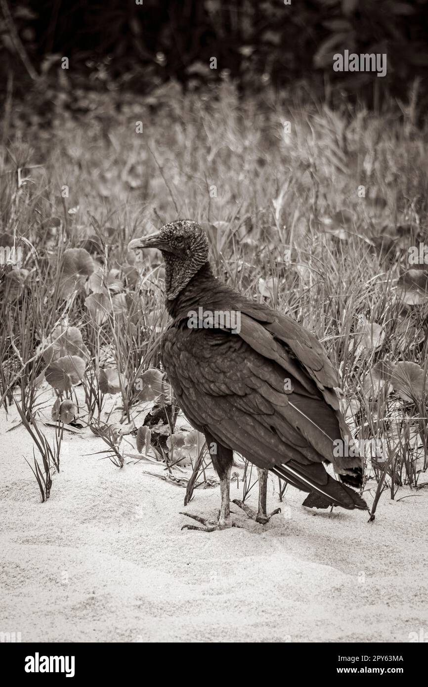 Tropische Schwarze Geier auf Mangrove Pouso Beach Ilha Grande Brasilien. Stockfoto