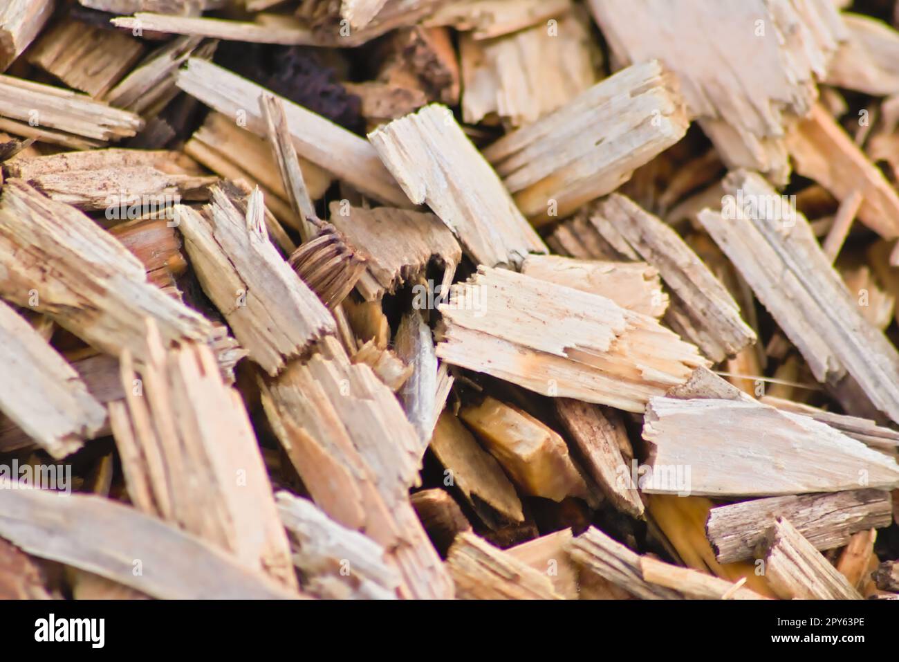 Viele Holzspäne als Holzhintergrund in der Nahaufnahme der Makroansicht zeigen erneuerbare Ressourcen und nachhaltige Materialien mit Holzspäne und Holzschnitten Recycling für Spielplätze und Pelletheizstoffe Stockfoto
