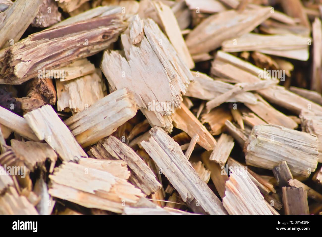 Viele Holzspäne als Holzhintergrund in der Nahaufnahme der Makroansicht zeigen erneuerbare Ressourcen und nachhaltige Materialien mit Holzspäne und Holzschnitten Recycling für Spielplätze und Pelletheizstoffe Stockfoto