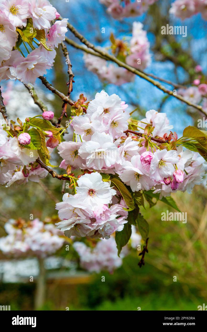 Flauschige, hellrosa Kirschblüten im Frühling (Chilham, Kent, England, Großbritannien) Stockfoto