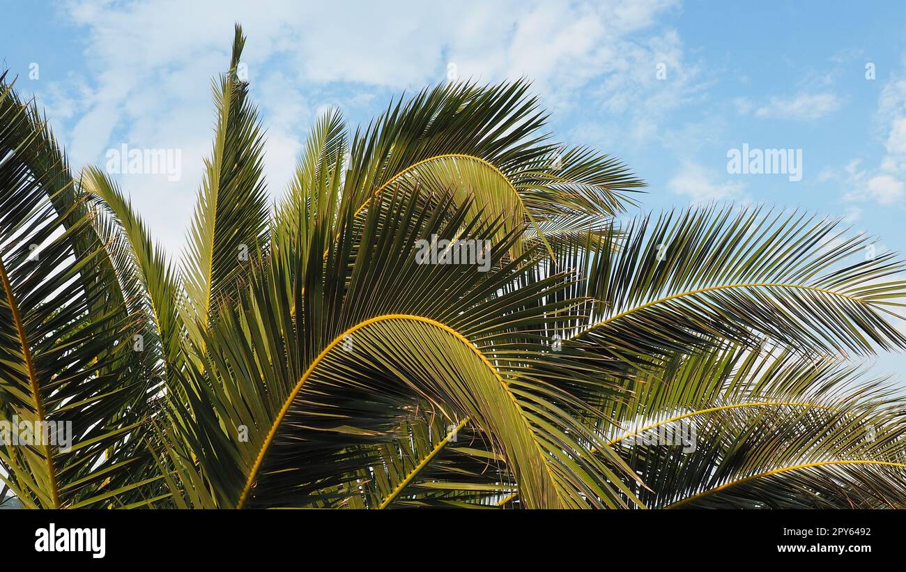 Palmenzweige am blauen Himmel. Sonniges Wetter. Urlaub im Resort. Kokosnuss und Datteln lassen sich schwingen. Der blaue Himmel. Tourismus und Reisen zu tropischen Orten. Montenegro, Palmen. Plage-Feiertag. Stockfoto