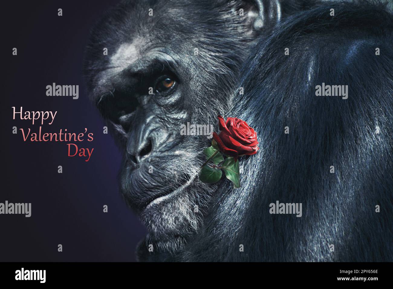 Wilder Gorilla mit Rosenblüte im Mund. Geschenk zum Valentinstag. Stockfoto