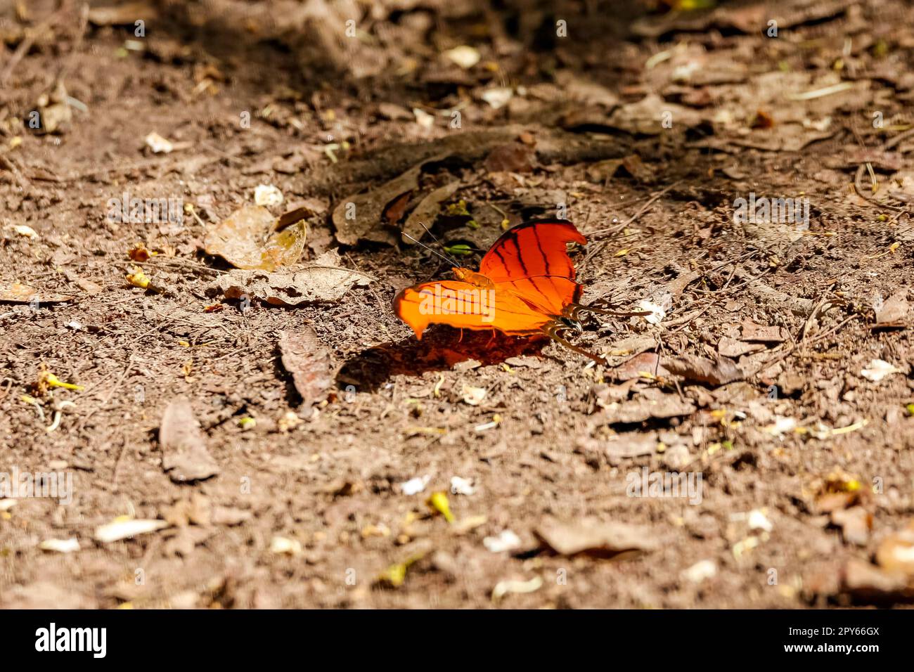 Kleiner orangefarbener Schmetterling auf braunem Sand mit offenen Flügeln, Pantanal Wetlands, Mato Grosso, Brasilien Stockfoto