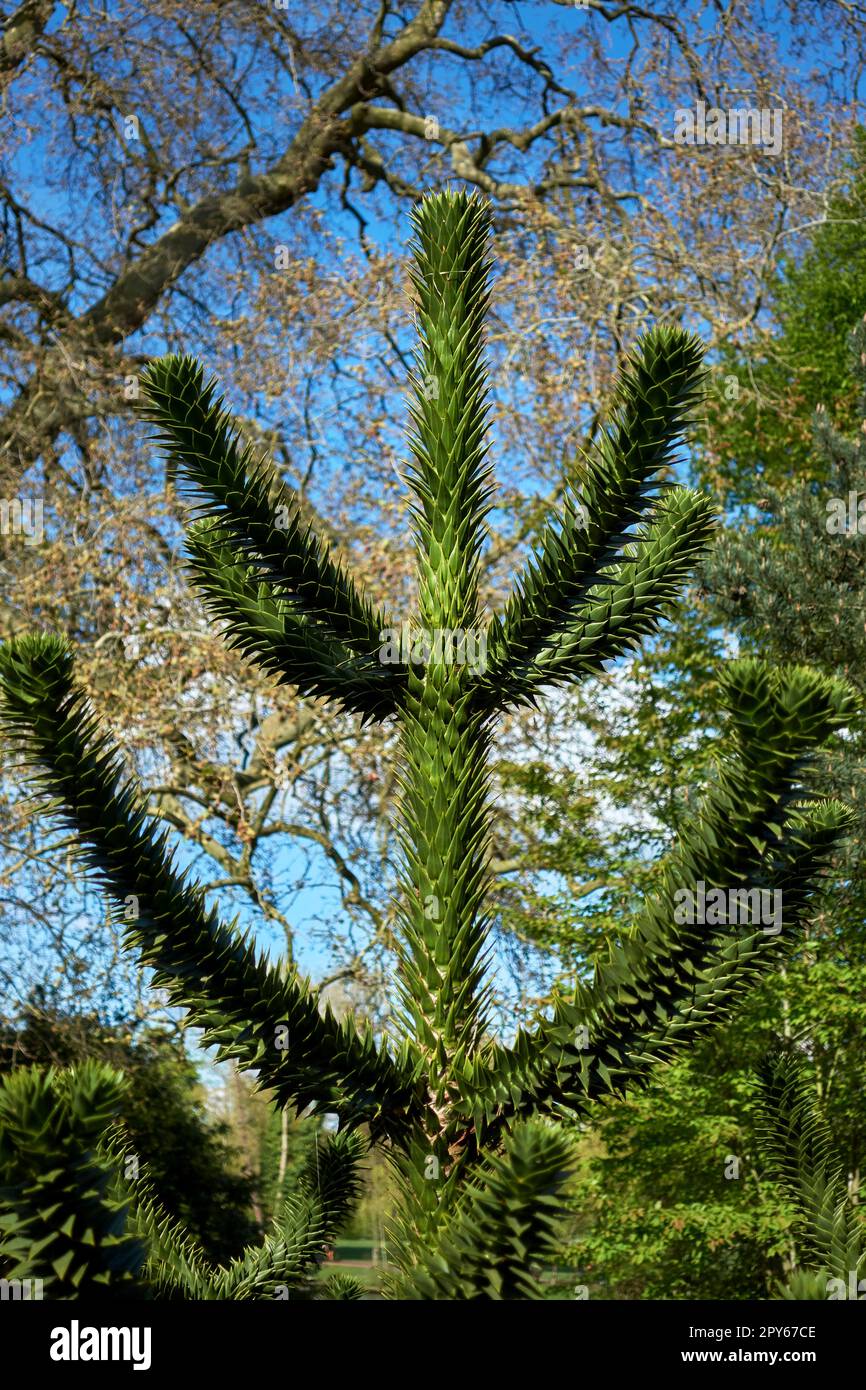 Araucaria araucana evergreen tree in -Fotos und -Bildmater…