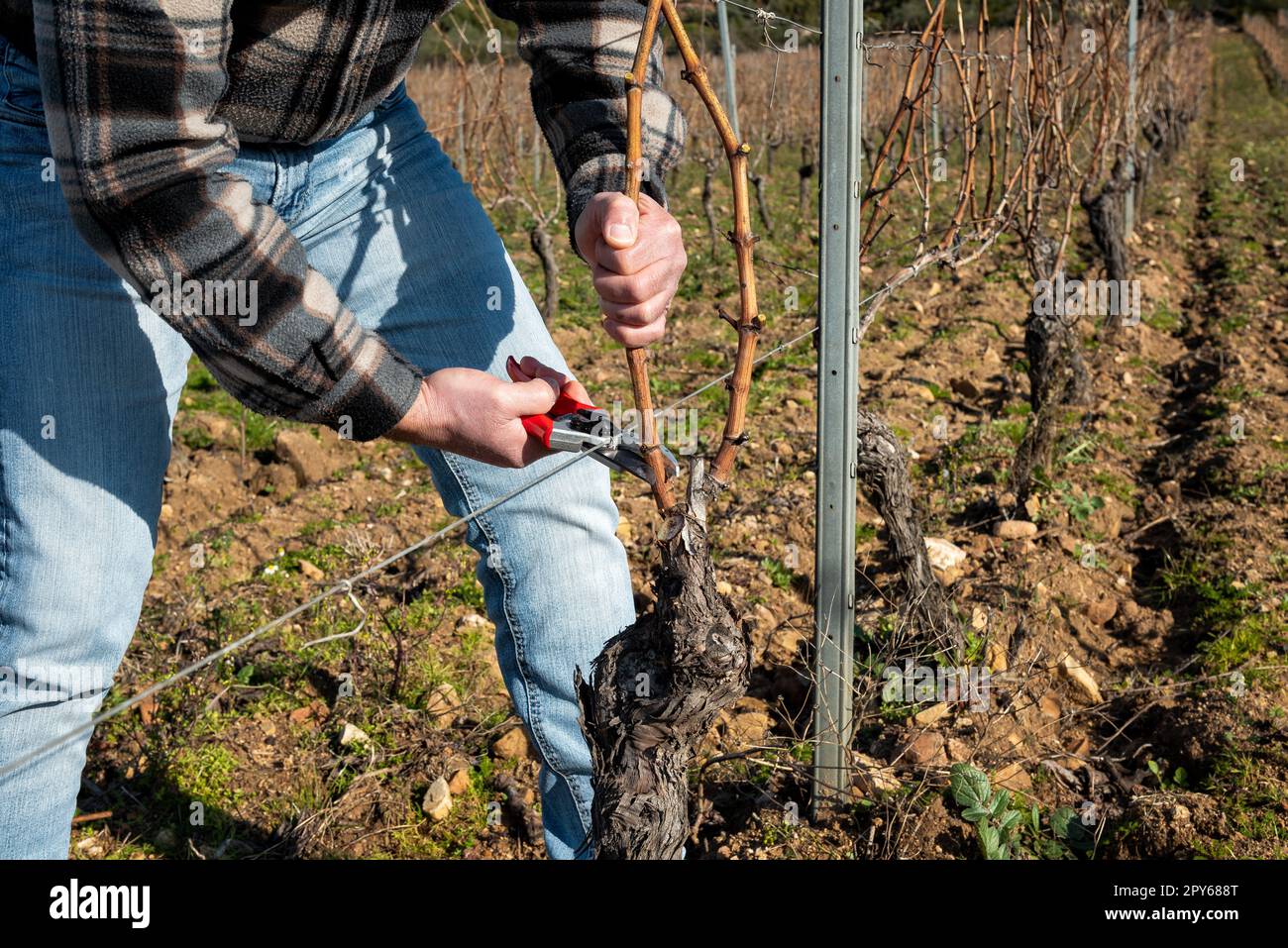 Ein Bauer, der im Winter den Reben schneidet. Landwirtschaft. Stockfoto