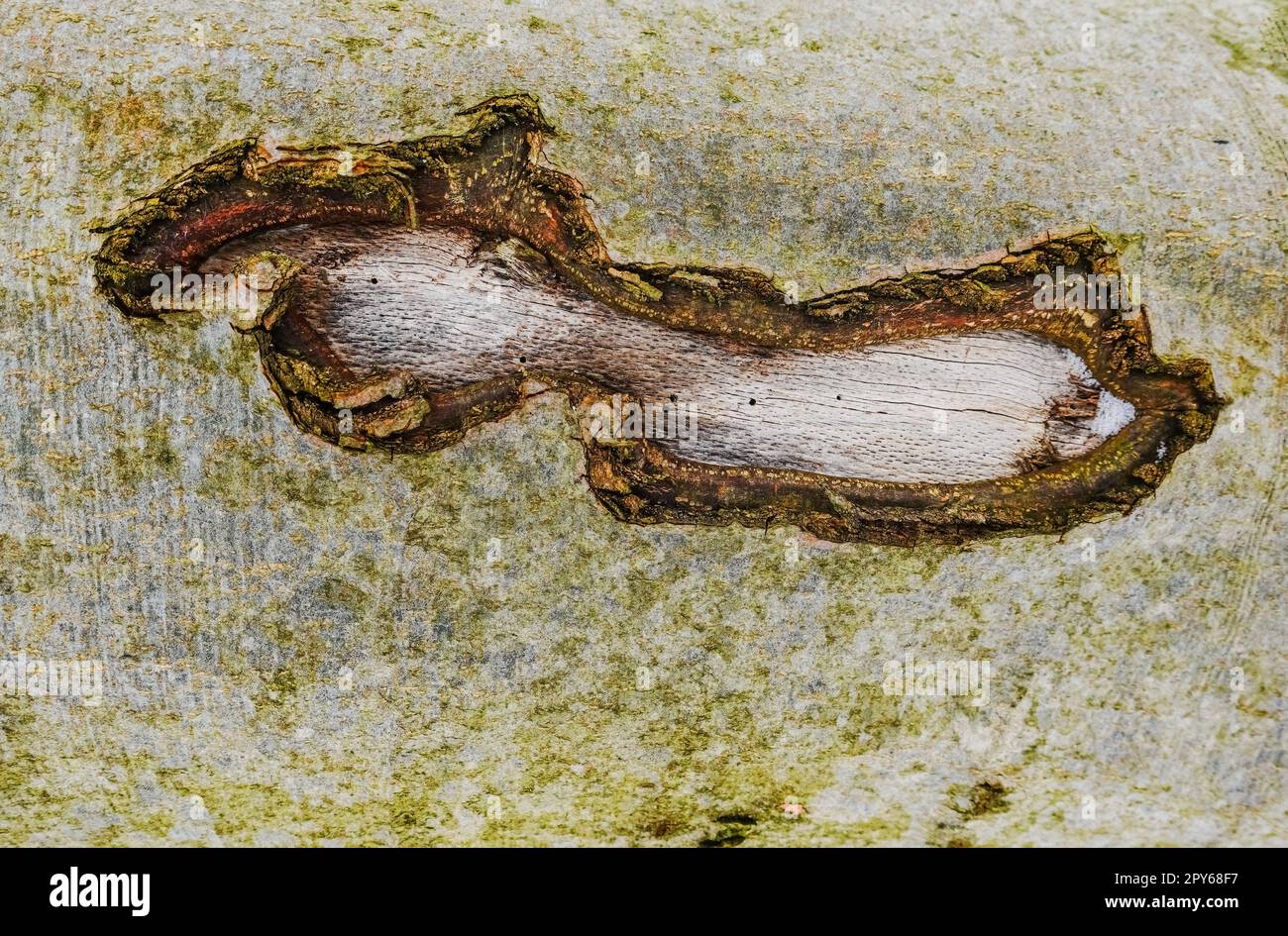 Verletzung der Rinde durch einen Baum in einem Walddetail Stockfoto