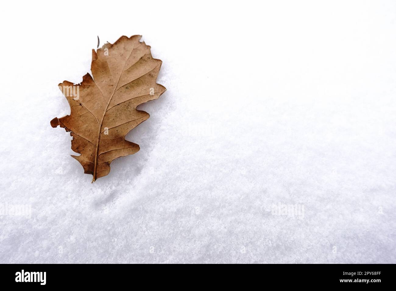 Ein braunes Blatt in weißem, frischem Schnee im Winter Stockfoto