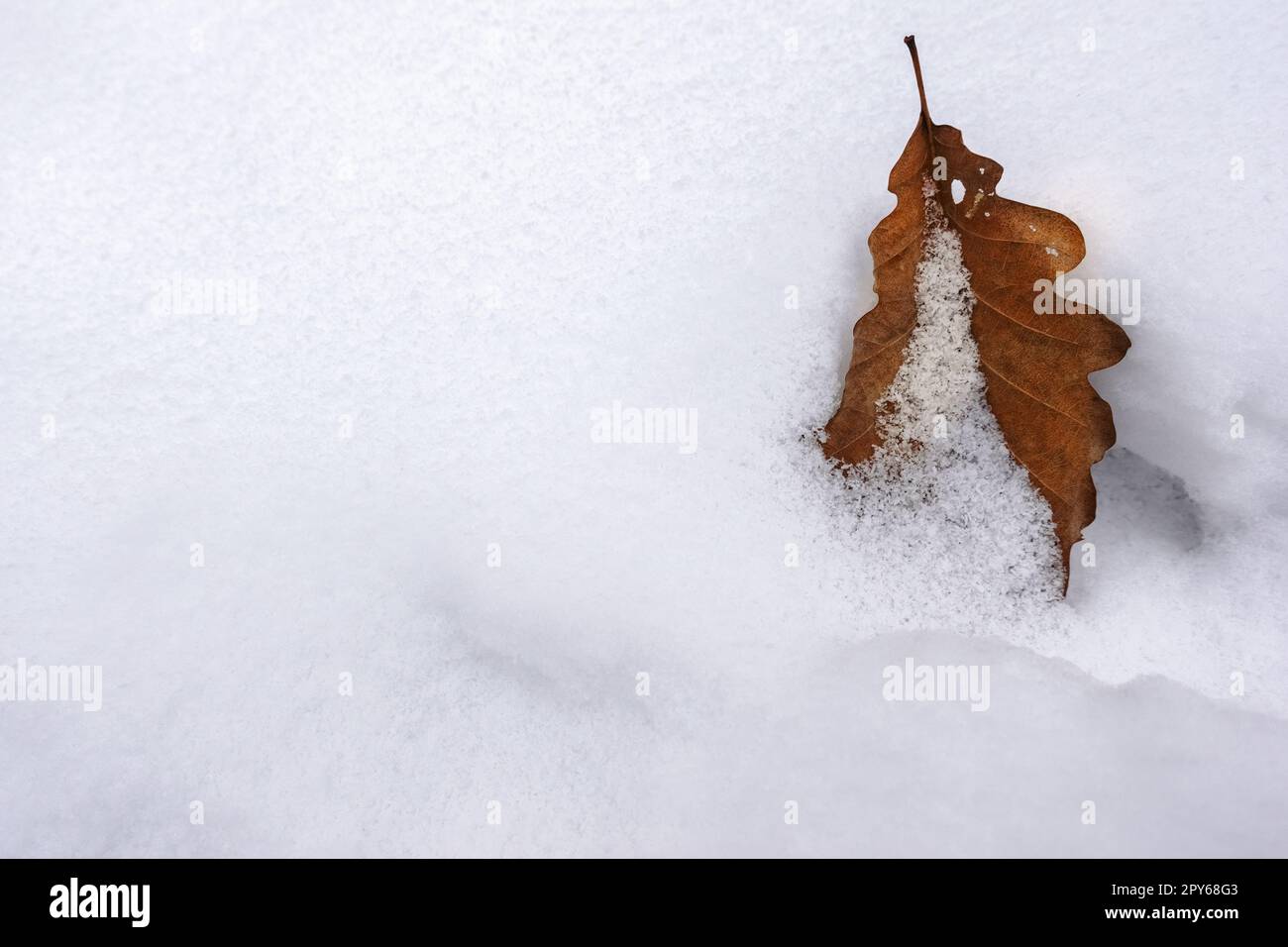 Einzelnes Blatt in weißem, frischem Schnee im Winter Stockfoto