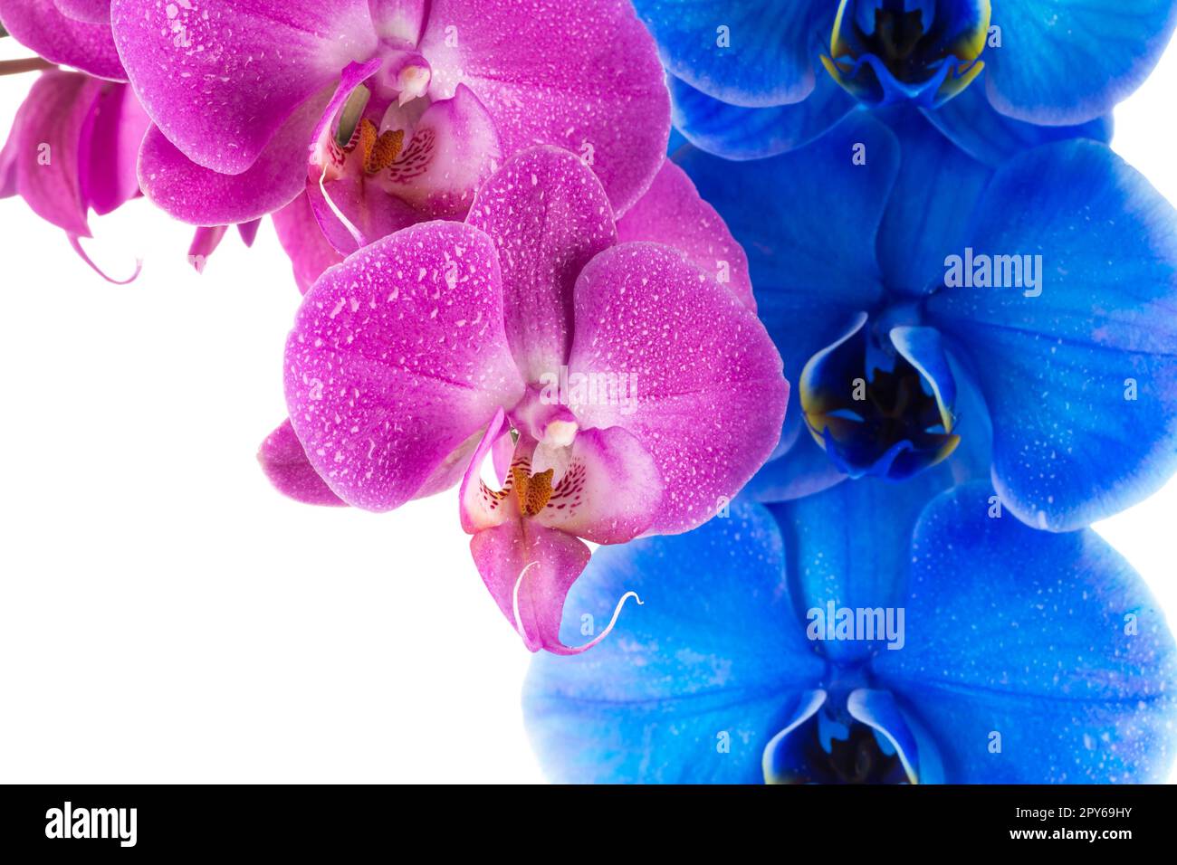 Orchideenblume rosa Blume mit Wassertropfen Stockfoto