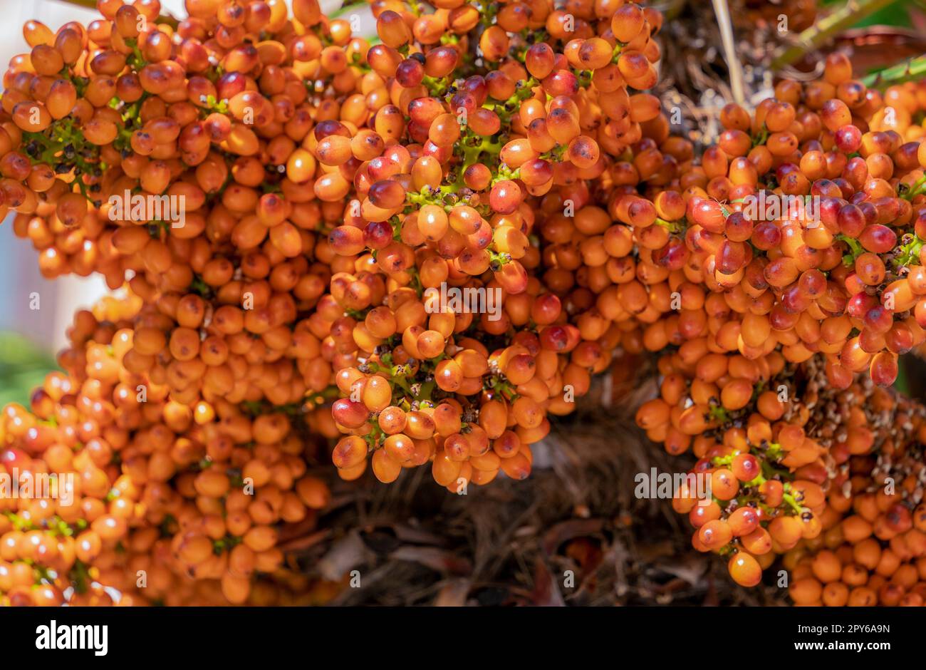 Europäische Fächerpalmenkerne Stockfoto