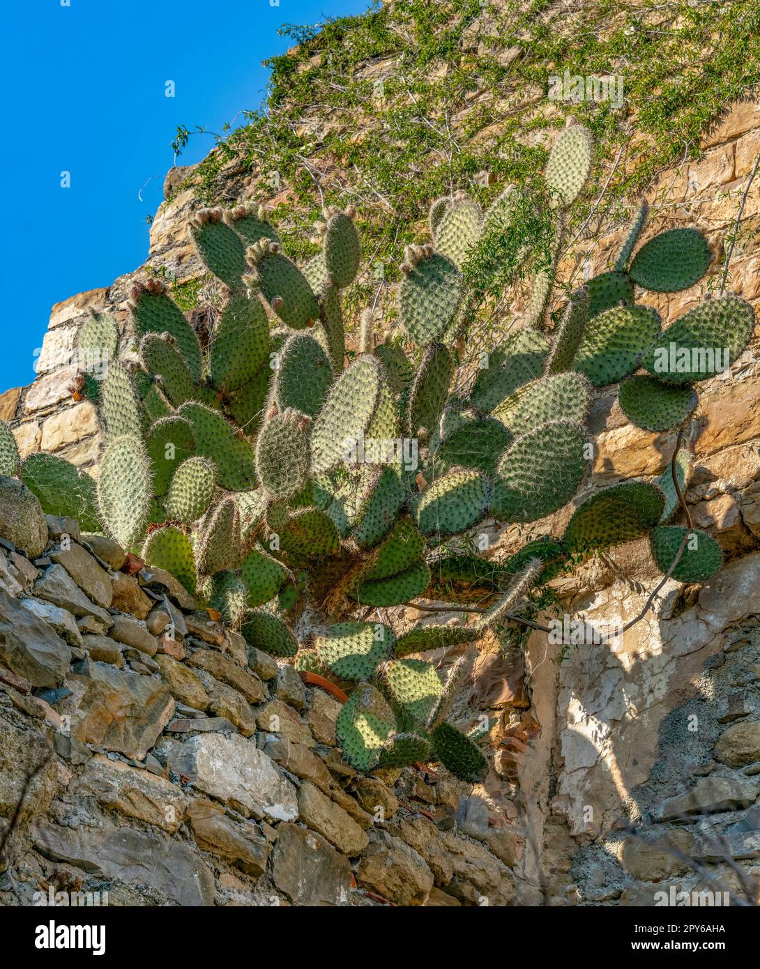 Birnenkaktus Stockfoto