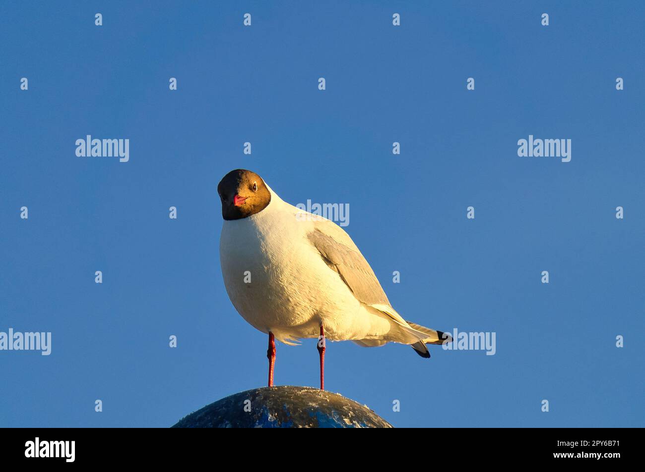 Möwe steht auf dem Lampenschirm an der Ostsee am Meer. Der Vogel sieht nach Sonnenuntergang aus Stockfoto