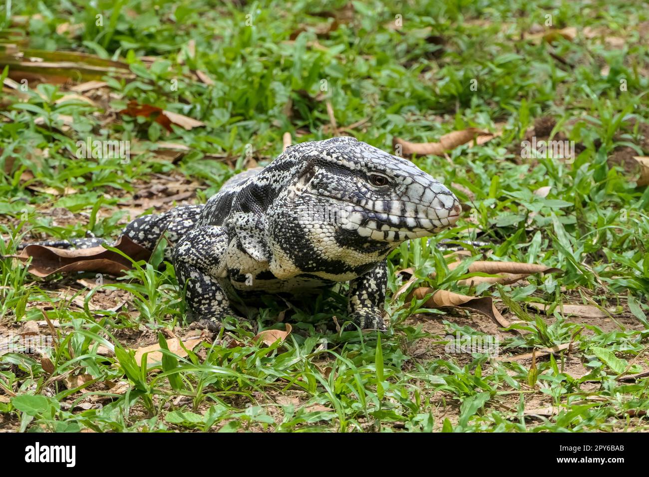 Vorderansicht eines schwarz-weißen Tegu auf Gras, Pantanal Wetlands, Mato Grosso, Brasilien Stockfoto