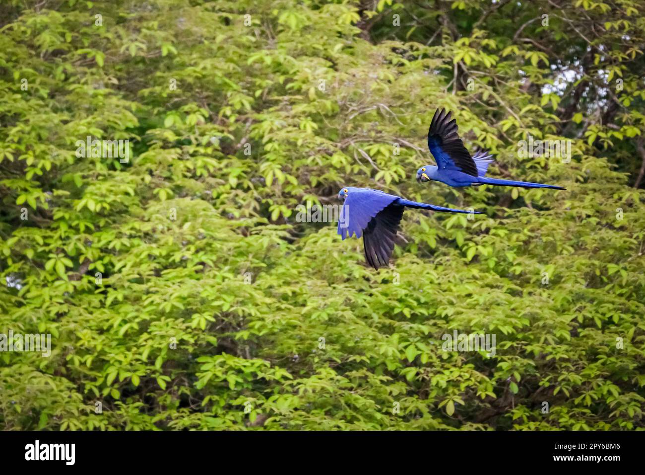 Zwei Hyazinth Macaws im Flug vor grünem Hintergrund, Pantanal Wetlands, Mato Grosso, Brasilien Stockfoto