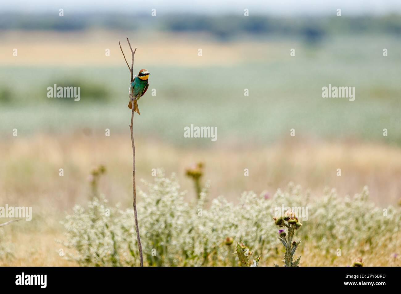 Bienenesser im Donaudelta in Rumänien Stockfoto