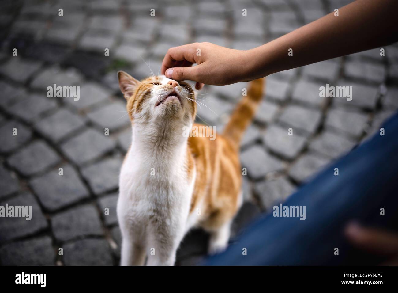 Menschliche Hand streichelt eine streunende Katze Stockfoto